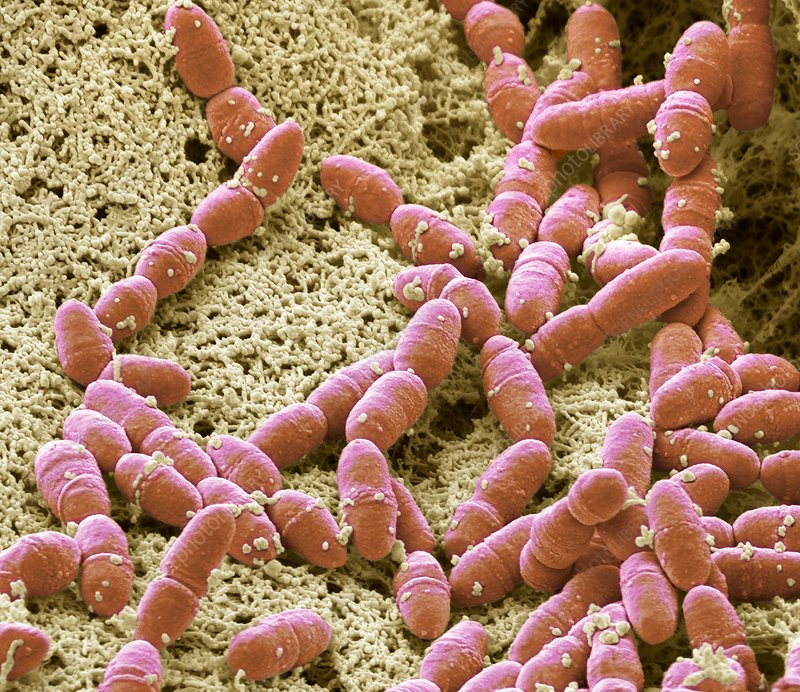 Streptococcus mutans